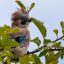 读者周周头像，浅色背景下的圆形人像